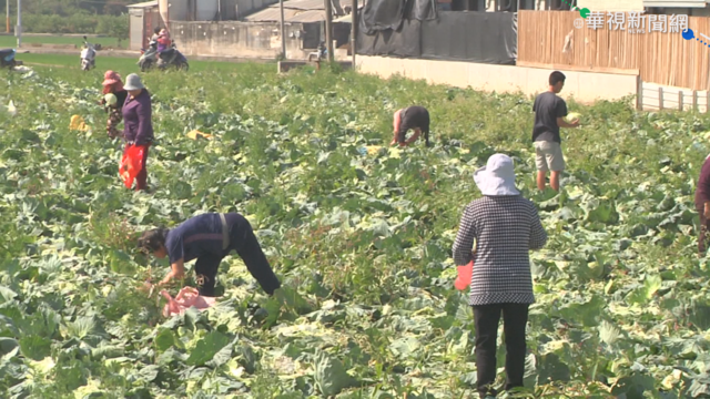 高麗菜價崩盤 菜農開放民眾免費採收