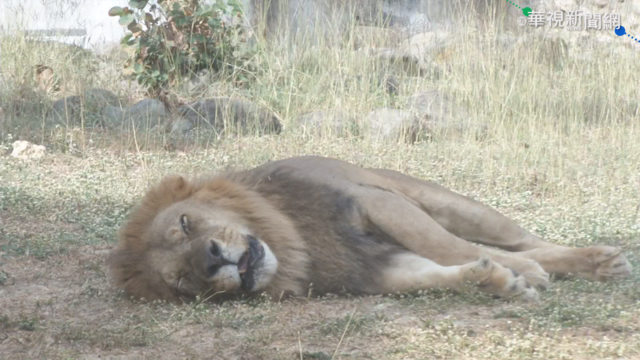 腎臟病纏身 壽山動物園公獅小巴病歿