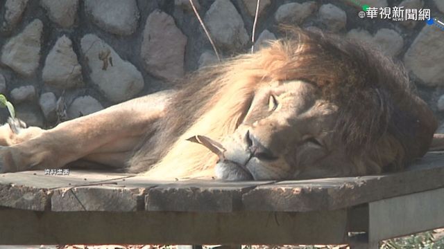 不敵腎臟病 壽山11歲非洲獅小巴病逝