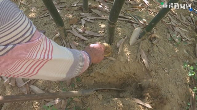 降雨少! 台南竹筍量少價飆 梅子長不大