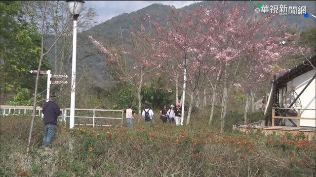 高雄寶來花旗木盛放 粉紅花海好浪漫
