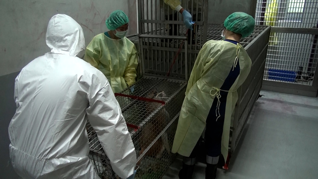 紅猴「男道」目前先留院觀察，預計下週再安排全身麻醉健檢。(北市動物園提供)