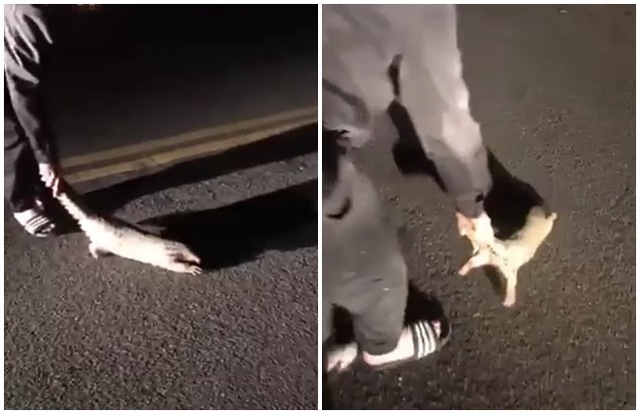 惡劣！ 他拉穿山甲尾巴拖行 戲弄2分鐘遭法辦