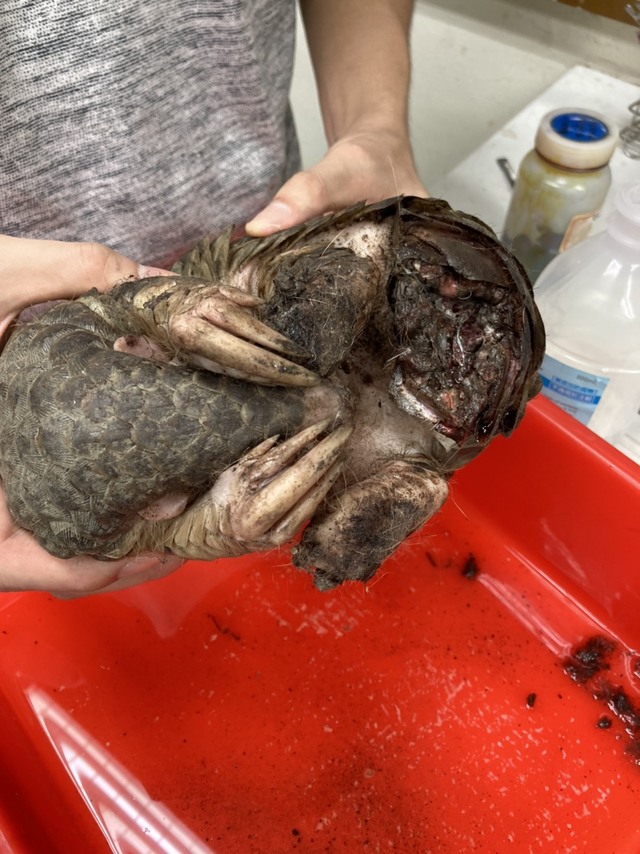 民眾曾通報救援穿山甲，尾巴遭受攻擊已斷(非本新聞穿山甲)。(新北動保處提供)