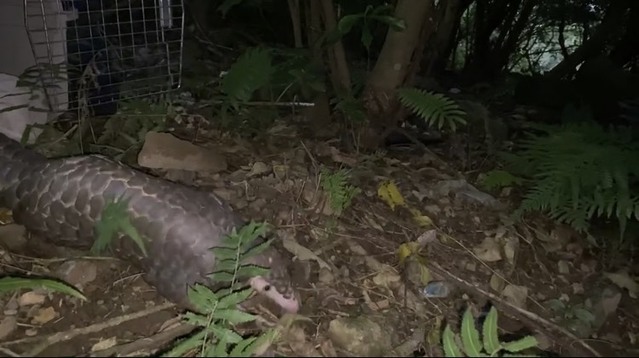 新北動保處救援穿山甲經動物園協助醫療後健康野放(非當事穿山甲)。(新北動保處提供)
