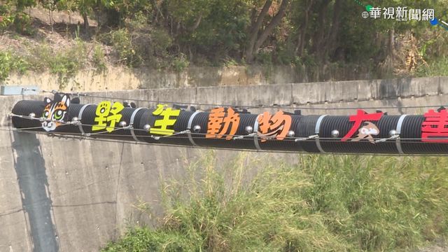 防路殺! 苗栗跨河通道捕捉石虎身影