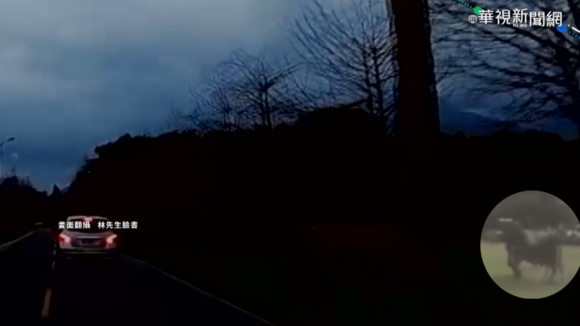 牛隻突衝向馬路 駕駛急閃幸未釀意外