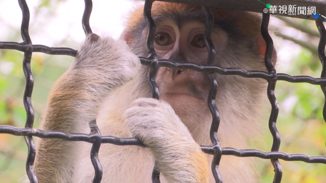 最愛的蘋果誘捕成功 ｢男道｣回家了!