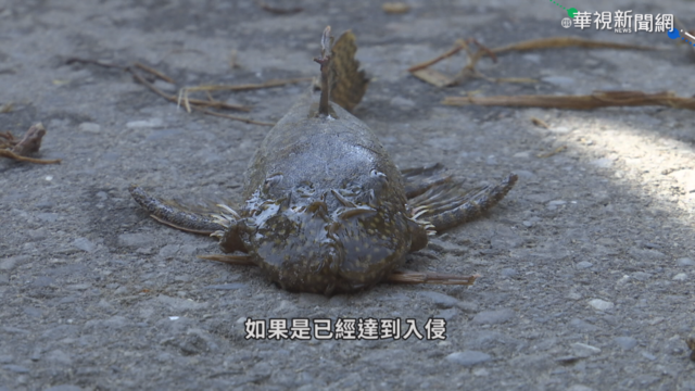 垃圾魚遭棄養 繁殖旺盛威脅生態