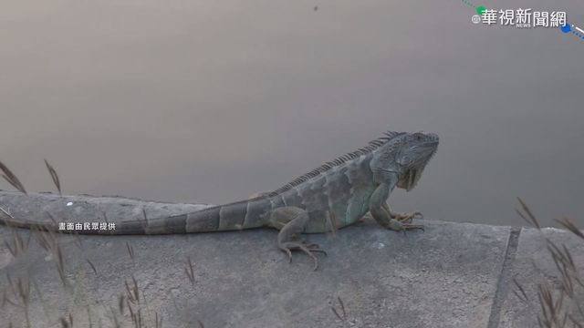 ｢酷斯拉｣出沒! 愛河沿線驚現綠鬣蜥