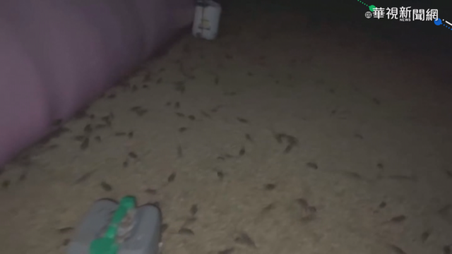 新南威爾士州鬧鼠患 民眾憂釀傳染病