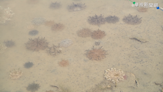 旱情日照又增強 水母湖現「黑仙后」