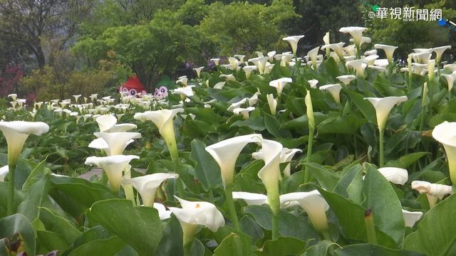 仙氣爆棚! 陽明山竹子湖海芋季登場