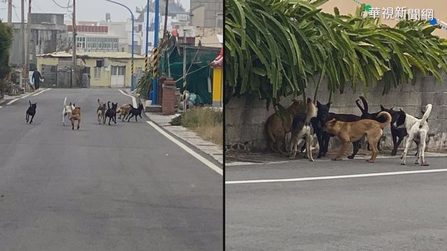 流浪犬餓過頭 闖民宅咬死寵物兔