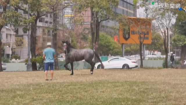 夏綠地公園遛馬 台中建設局恐開罰