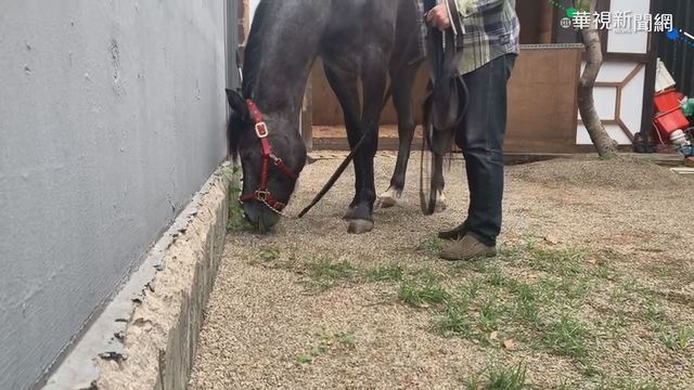 恐有攻擊性 公園遛馬最高罰1萬