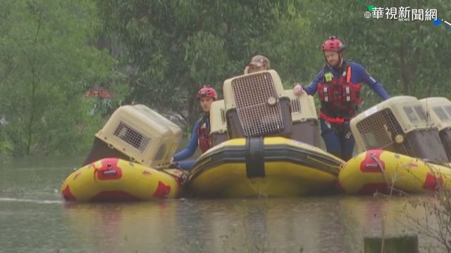 澳洲雪梨大洪水 救難隊水中救出20犬