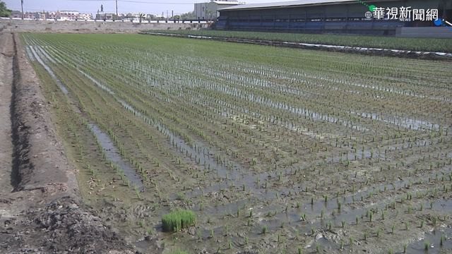 彰化9成稻作已插秧 供水量卻少7成