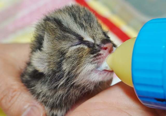 剩100隻！日本瀕危種「對馬山貓」首度人工繁殖成功