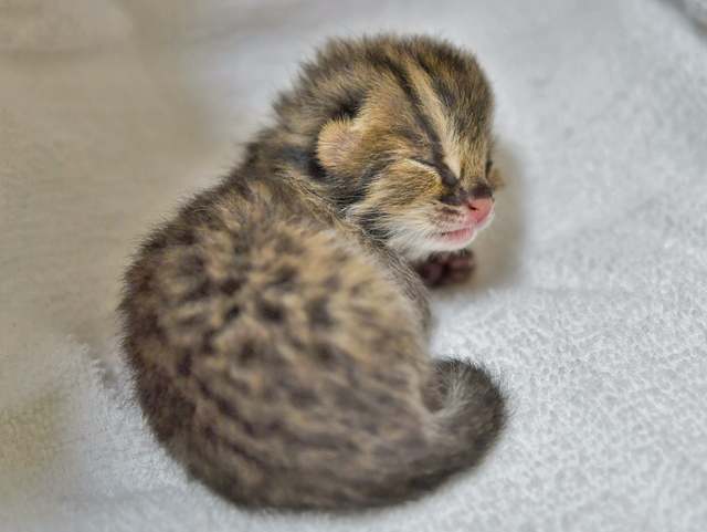 翻攝自臉書粉絲專頁「Yokohama Zoological Gardens "Zoorasia"」