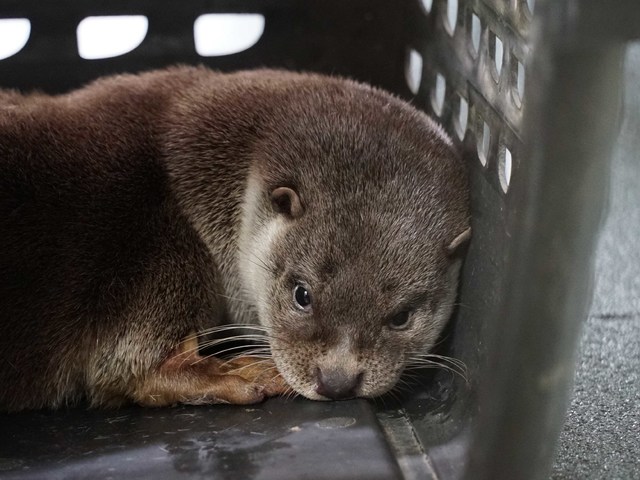 8個月大水獺寶寶「莎夏」 健檢出心臟功能較差