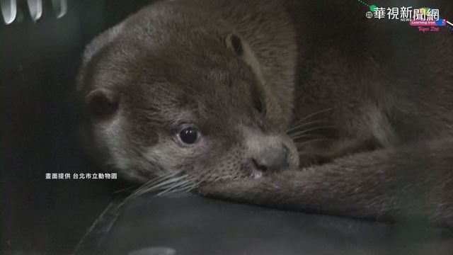 水獺寶寶莎夏心臟肥大 獸醫:吃少點