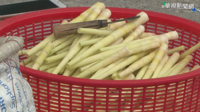 花蓮箭筍產量大增 農友盼買氣救生計