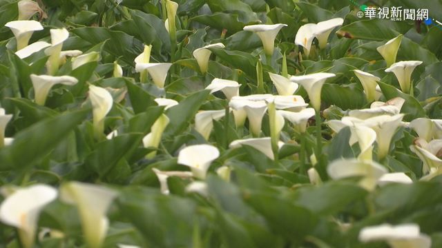 竹子湖海芋季登場 遊客衝陽明山賞花