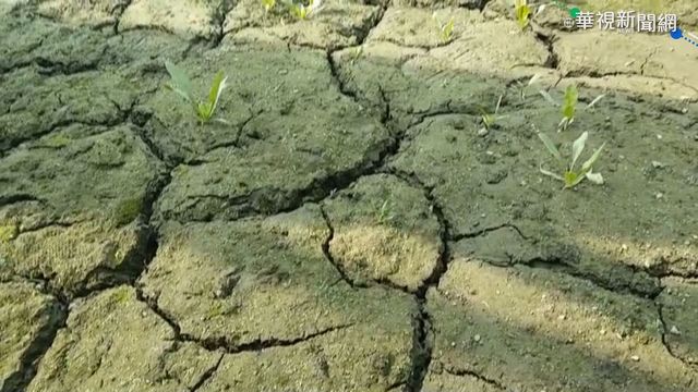 雲林菠菜田龜裂 抽不到地下水恐枯死