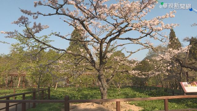 阿里山櫻王盛開 賞花車陣綿延3公里