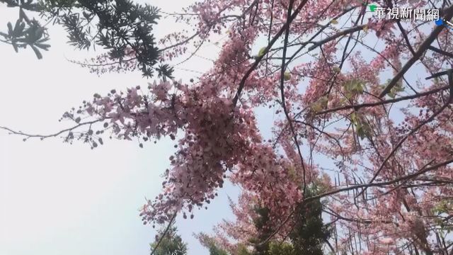 阿里山櫻王盛開 賞花車流綿延3公里