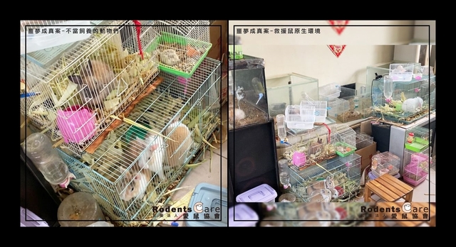 寵物鼠關小籠互咬 飼主冷回：反正牠們會吃掉小孩