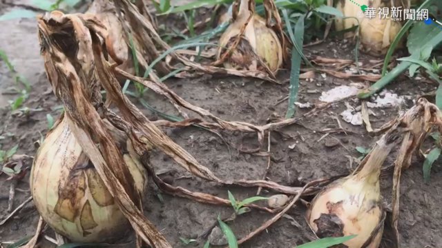 洋蔥.芒果害蟲肆虐 農民喊話政府救助