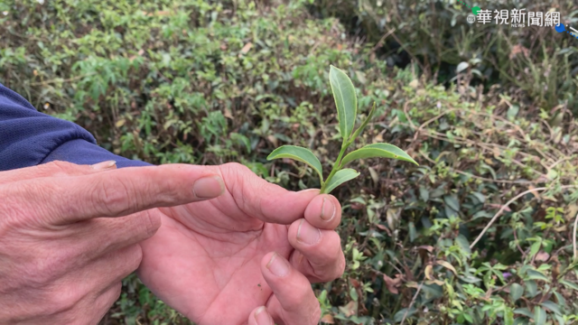 旱象難解春茶減產三成 茶農叫苦連天