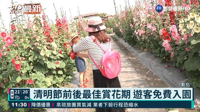 彰化員林蜀葵花季 巨型迷宮引人入勝