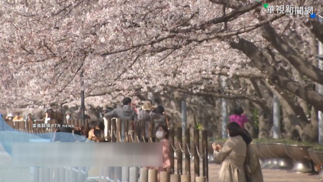 南韓櫻花盛開 遊客蜂擁濟州島朝聖