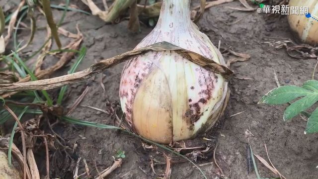 洋蔥.芒果害蟲肆虐 農民喊話政府救助