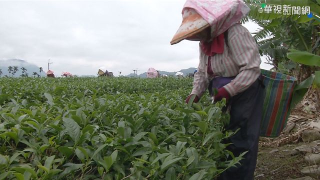 台東採茶工年齡老化 盼青年返鄉培訓