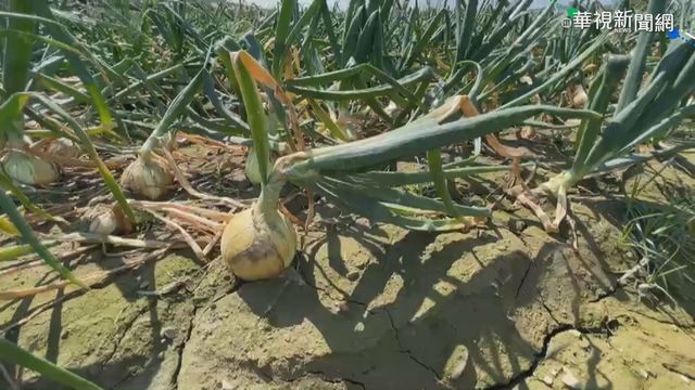 屏東洋蔥嚴重病蟲害 蘇揆南下勘災