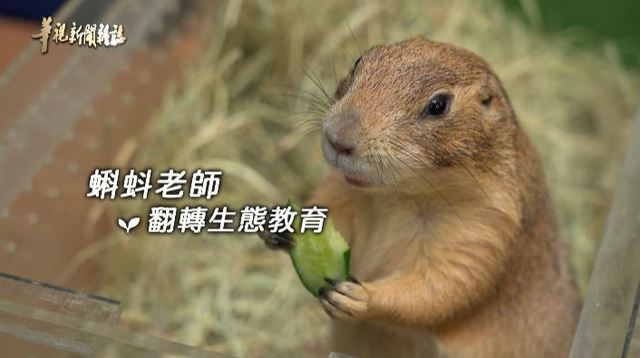 蝌蚪老師 翻轉生態教育 ｜以大自然為師｜華視新聞雜誌