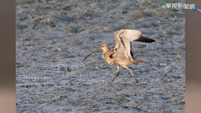 澳洲繫放瀕危黦鷸 台南鳥友拍到了