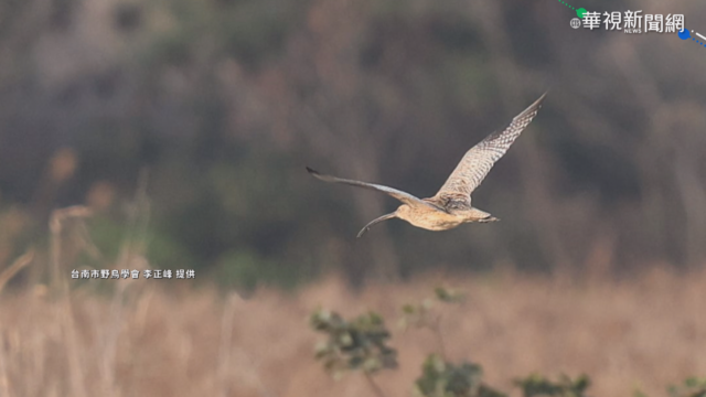 澳洲繫放瀕危黦鷸 飛越6千公里到台南