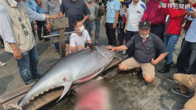 屏東東港｢第一鮪｣入港 今驗明正身