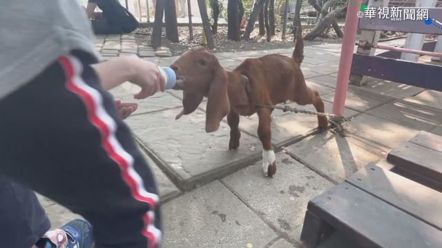 休閒農場小羊綁柱子乞食 民眾好心疼