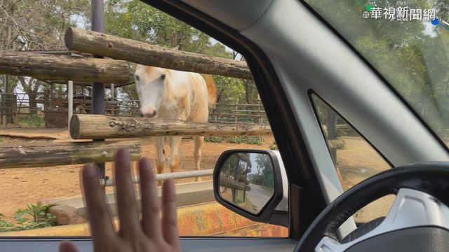 搶連假商機 動物園開放自駕遊草食區
