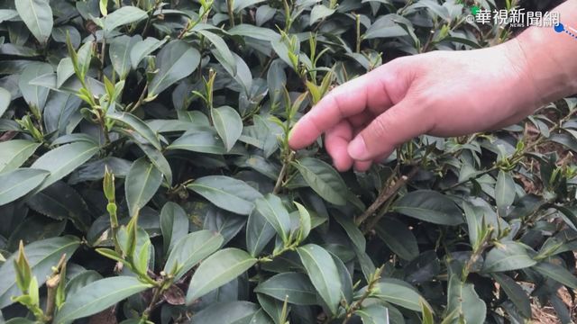 久旱茶樹不發芽! 南投茶葉恐減產3成