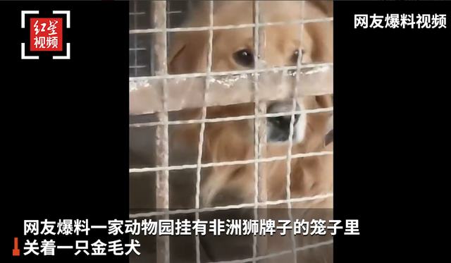 (翻攝紅星新聞微博)