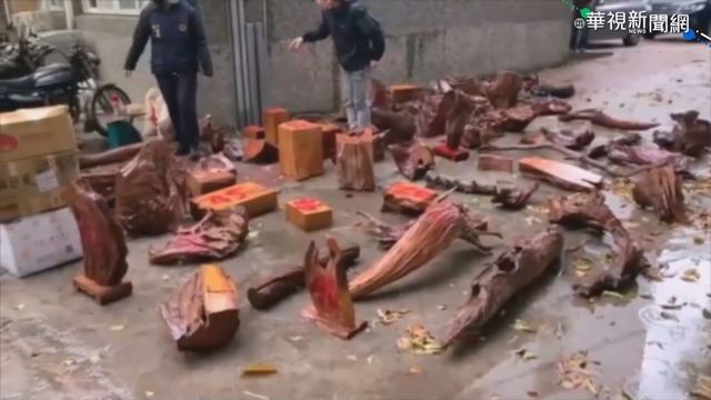 山老鼠盜伐珍貴肖楠 加工變賣逾千萬