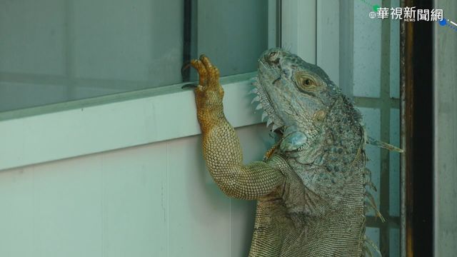 住家訪客來｢敲門｣ 竟是一隻綠鬣蜥