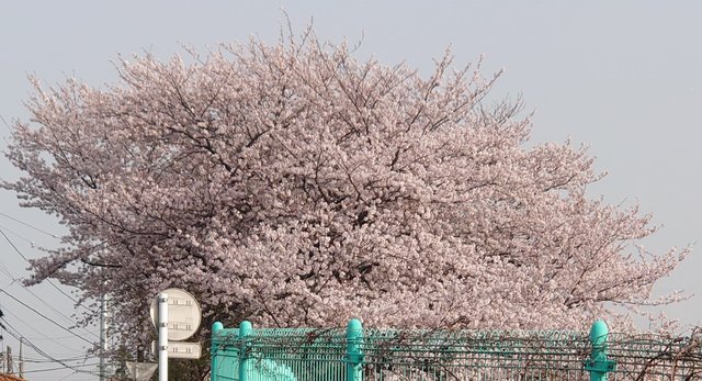 日本櫻花史上最早開 學者：恐破近800年紀錄